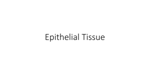 4. Epithelial Tissue