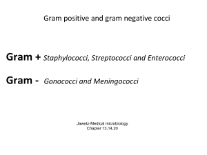 L6-Gram positive & Gran negative cocci