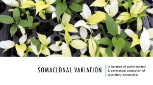 Somaclonal Variation