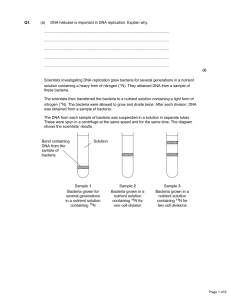 DNA Replication Question