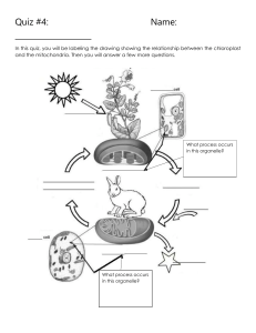 Photosynthesis and Cellular Respiration Review