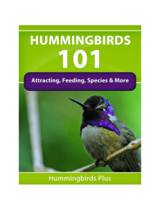 Hummingbirds-101