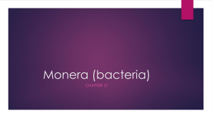 Monera (bacteria) - Leaving Certificate Biology