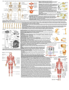 Anatomy & Physiology Cheat Sheet 