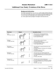 Horse Evolution Worksheet