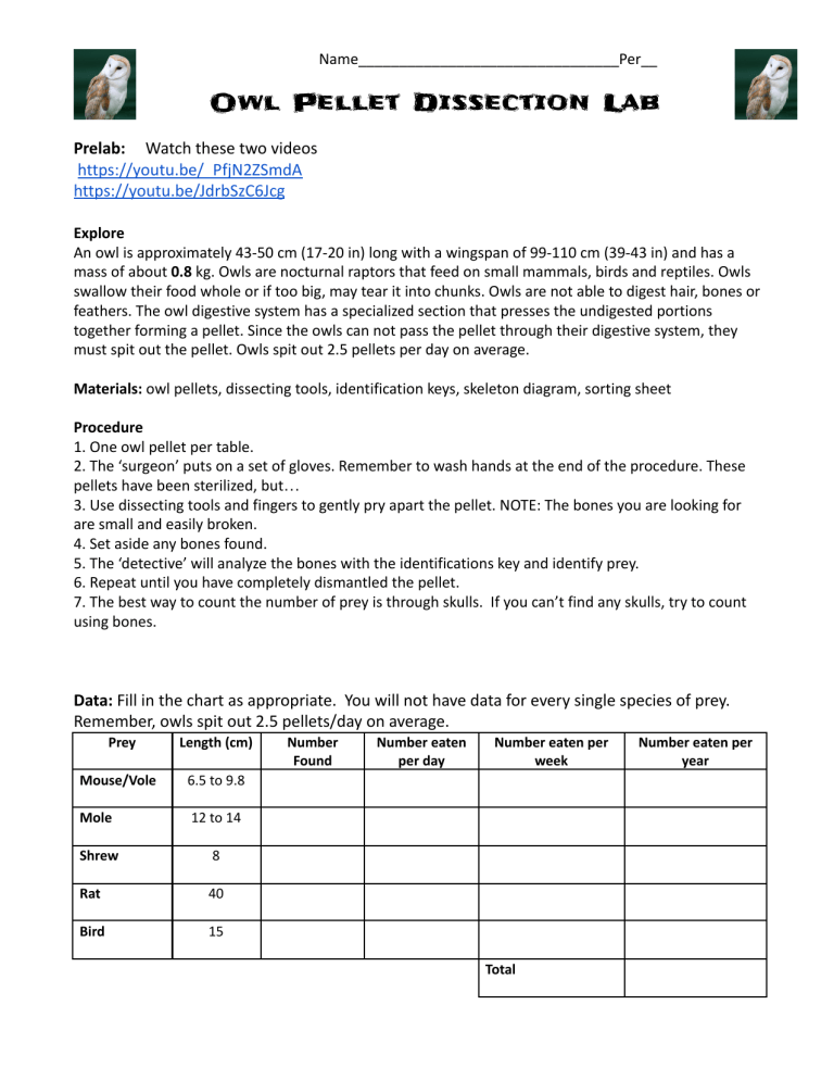 Owl Pellet Dissection Lab