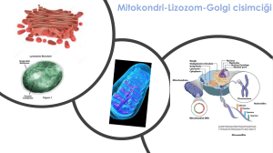 Mitokondri- lizozom-golgi
