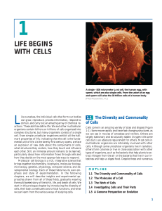 W. H. Freeman - Molecular Cell Biology - 5th Eition