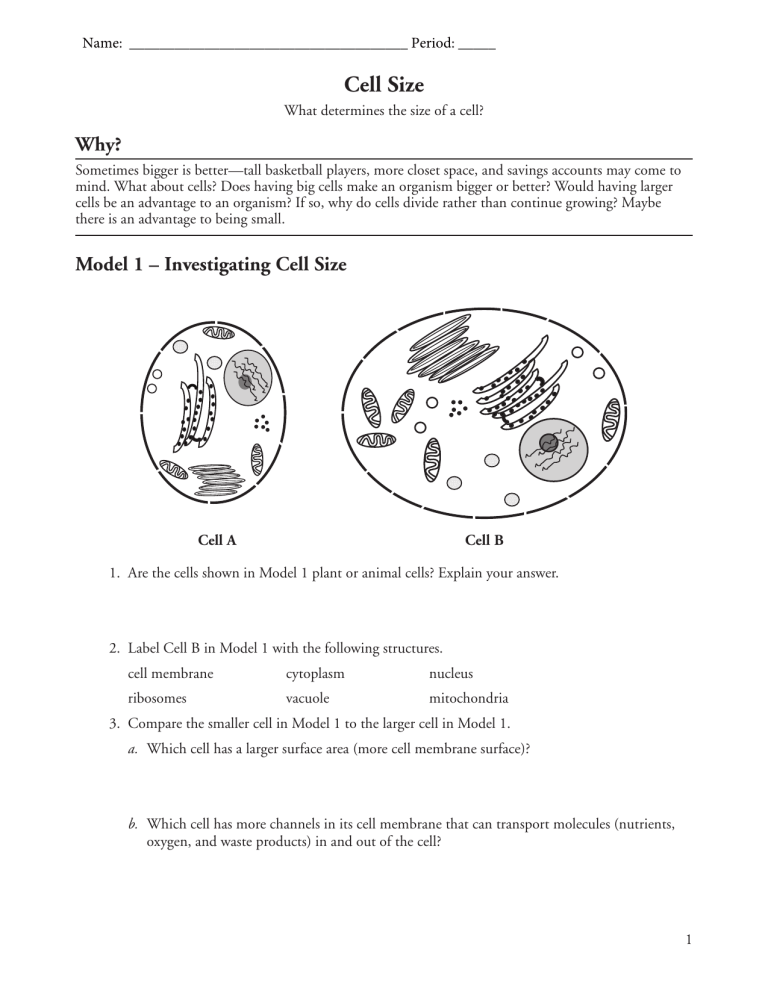 What Two Things Limit The Size Of A Cell