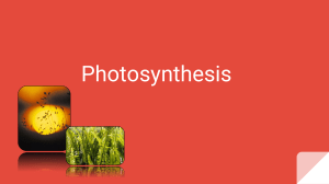 Photosynthesis ltd detail