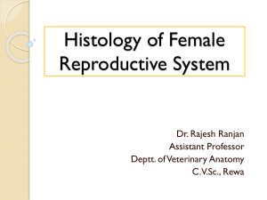 histology-of-female-reproductive-system