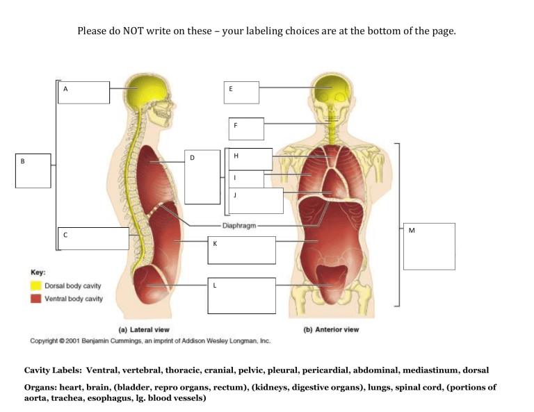 Body Cavities Labeling