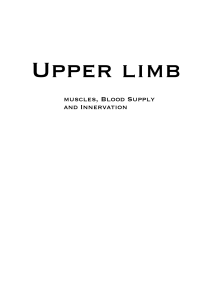 Upper Limb Muscles