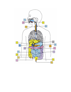 2. Digestive System Diagram
