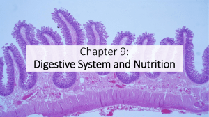 Chapter 9 PPT Digestive System