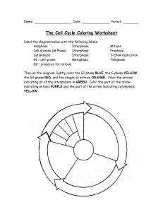 main the-cell-cycle-coloring-worksheet-bio-104-foundations-in-biology-ii-matthew-hamilton-georgetown-university