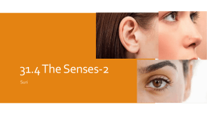 The Senses-2