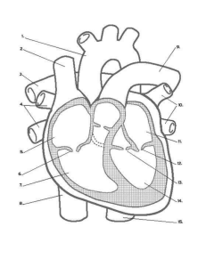 HeartDiagram