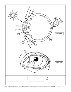 eye structure