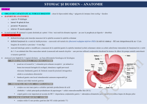 STOMAC ȘI DUODEN - ANATOMIE