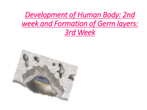 (4)Development of human body 2nd week and formation of germ layers 3rd week
