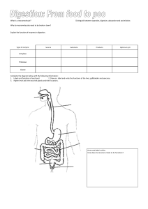 Digestion worksheet