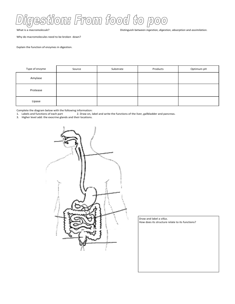 Digestion Worksheet