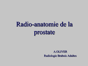 Radioanatomie-prostate-AO-2012FILEminimizer