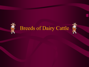 Dairy Breed Presentation