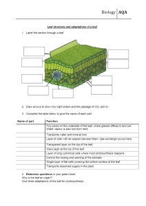 Leaft-structure-adaptations-worksheet-F