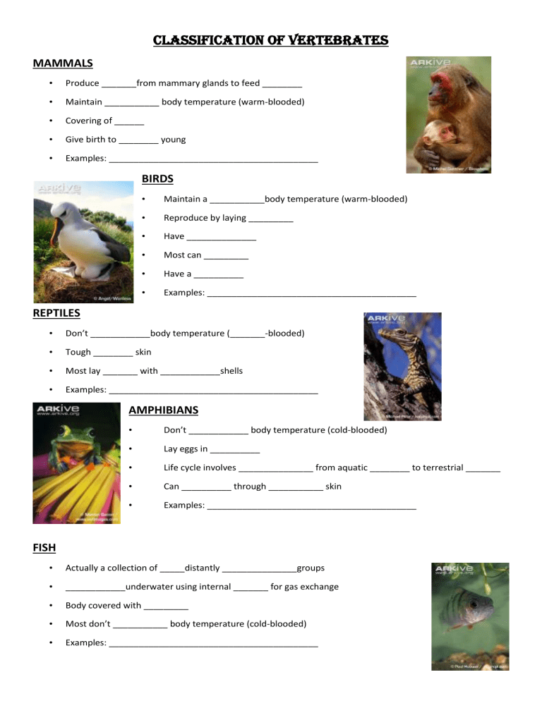 classification-of-vertebrates-worksheet