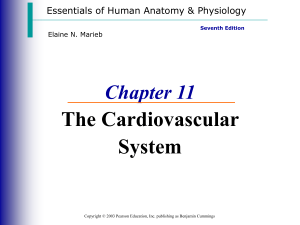 chapter 11 - the cardiovascular system