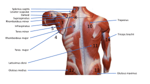 Muscle Labeling Activity(1)