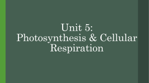 Unit 5 Photosynthesis and Cell Respiration Notes(1)