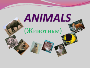 Презентация "Названия животных на английском языке"