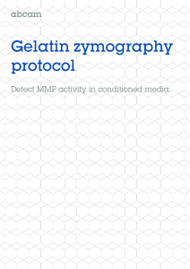 gelatin-zymography-protocol-mmp-9