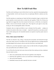 How to kill fruit flies