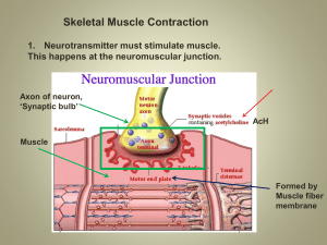 Muscle contraction ppt