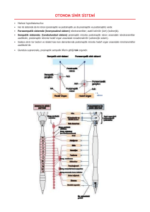 Anatomi Otonom Sinir Sistemi tus notu
