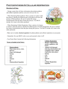 photosynthesis cellular respiration poster project