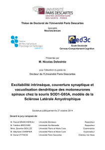 Nicolas Delestree - PhD Thesis - Excitabilité intrinsèque, couverture synaptique et vacuolisation dendritique des motoneurones spinaux chez la souris SOD1-G93A, modèle de la Sclérose Latérale Amyotrophique