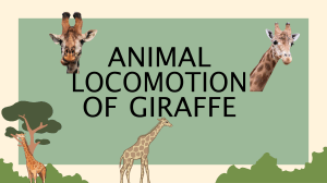 animal locomotio of giraffe