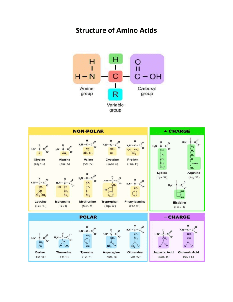 Amino Acid Structure Diagram Amino Acid Structure Diagram