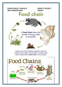 Food Chain & Food Web