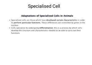 Specialised Cell std