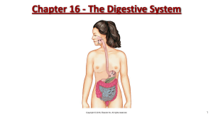 Chapter 16 - The Digestive System