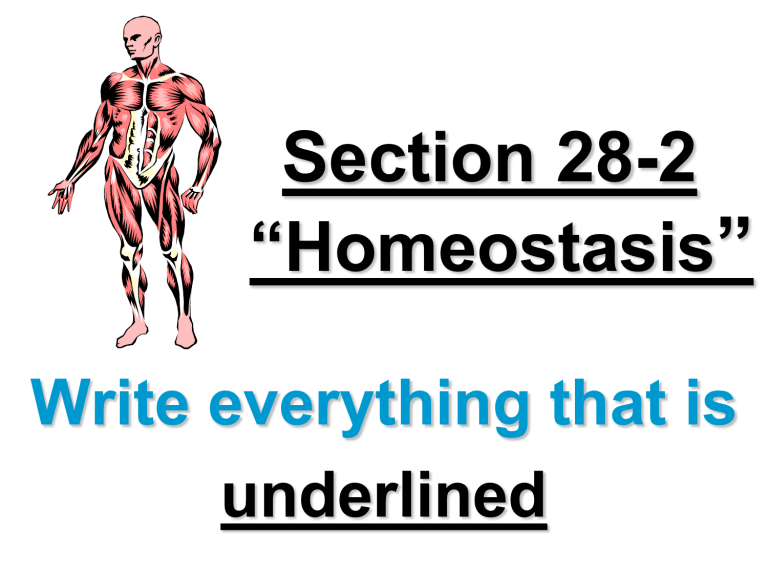 28-2 Homeostasis