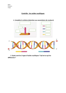 Acides nucl&eacute;iques : Structure et types