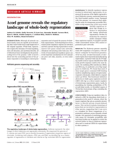 Acoel Genome & Whole-Body Regeneration: Research Summary