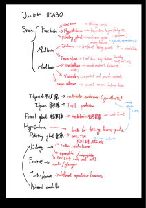 Human Brain & Endocrine System Notes - Anatomy & Physiology